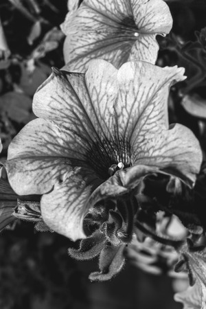 photography of small newborn plantの写真素材