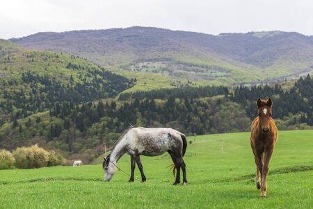 Amazing mountain landscape in Georgia on sunny summer day. Alpine green meadow in Caucasus highlands. Idyllic valley in Svaneti mountains.の写真素材