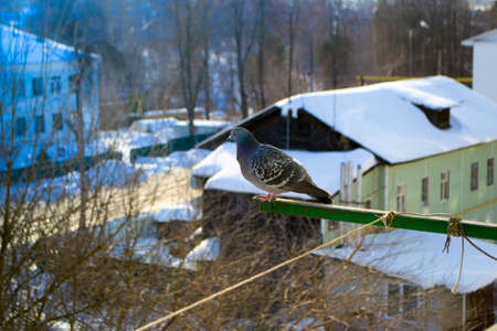 dove winter on the balconyの写真素材