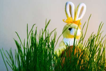 Easter Bunny with eggs on the grass lit by sunlightの写真素材