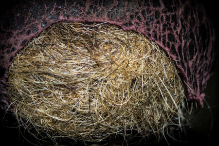 old torn Boxing gloves from close rangeの写真素材