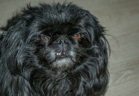 black dog Pekingese grins and angryの写真素材