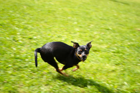 Happy dog rolls and turns on the green grassの写真素材
