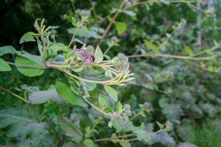 Agrimony flower