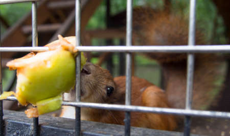 Fluffy squirrel in a cage in a zoo