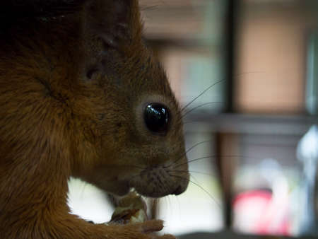 Squirrel eats, autumn with nutsの写真素材