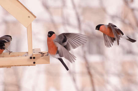 Bullfinch birds fly around the feederの写真素材