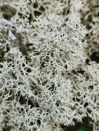 White moss moss in the snow. Moss close-up in the snow. North.