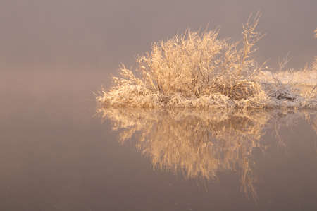 Trees in the snow over a frozen river. Fabulous white tree branches in the snow. Winter has come on a gray background, everything is covered with white. Reflection of white trees in the water. Wallpaer.の写真素材