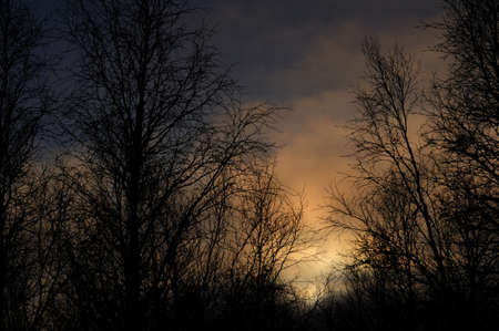 Dark trees and bushes against the blue sky and clouds. Night photo of the mysterious forest....