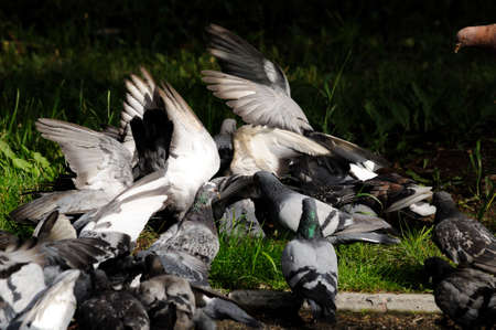 Many pigeons are fighting for food and bread in nature. Dove head in flight. Feeding hungry birds. Photography, concept.の写真素材