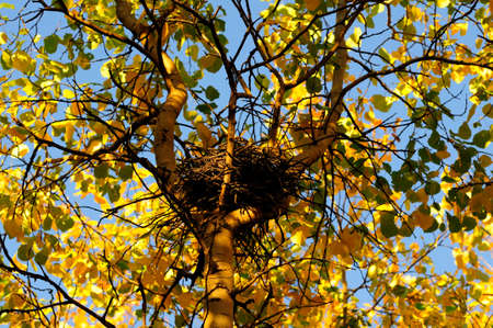 A bird's nest high on an aspen tree. Yellow autumn leaves. Fall has come. The chicks flew out of the nest. Folded nest of small sticks. The birds flew south. Murmansk.の写真素材