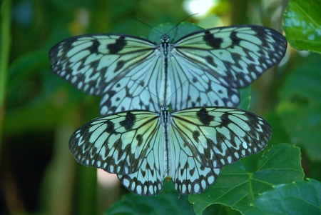 Beautiful butterfly on a flower