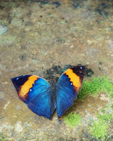 Beautiful butterflyの写真素材