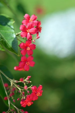 Crimson flower, inflorescenceの写真素材