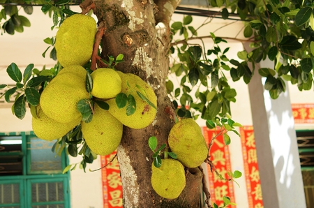 Ripening fruits jackfruit