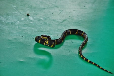 Krayt tape (bungarus fasciatus) - a poisonous snake