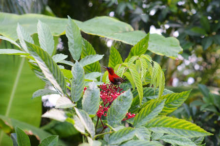 Red-black little bird on a red flower of a tree with green leaves