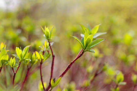 Spring leafs dissolve. High quality photo