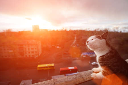Cat meets dawn on a high floor on the balcony. New life conceptの写真素材