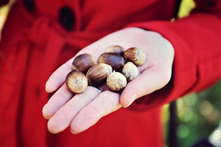 Acorns in a female hand. Autumn, red dressの写真素材