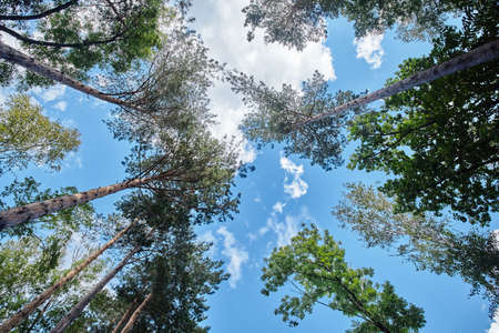 Growing forest on a sunny dayの写真素材