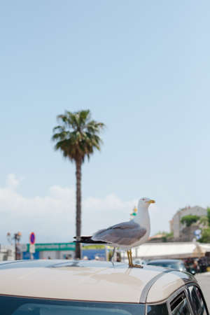 seagull on the roof of the car in the portの写真素材