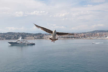 seagull against the background of Cannes and the Mediterranean Seaの写真素材
