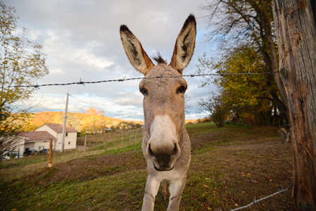 donkey on the farm behind the fenceの写真素材