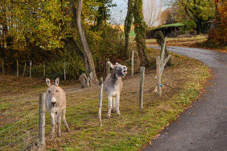 Two donkeys on the farm behind the fenceの写真素材