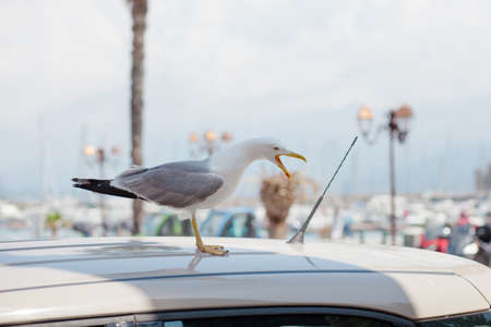 seagull on the roof of the car in the portの写真素材