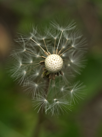 Dandelion. Fluffy white flower.の写真素材
