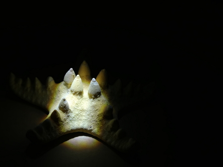 Dried starfish is on the table. Dried sea inhabitant. Figurine of a starfish on a table.の写真素材
