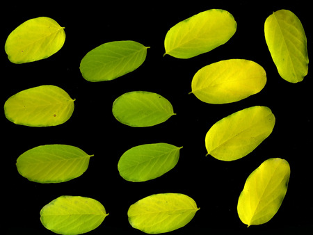 Autumn colorful leaves on a black background.
