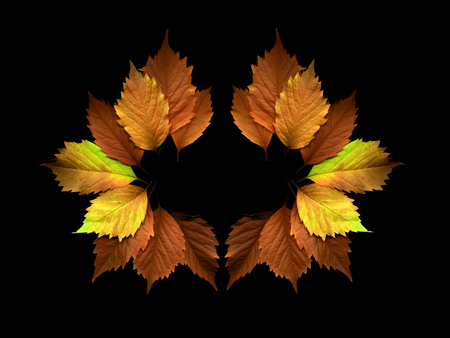 Autumn colorful leaves on a black background.