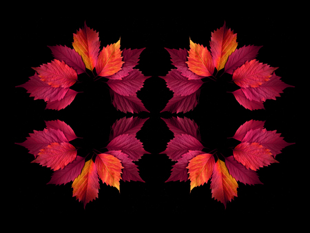 Autumn colorful leaves on a black background.