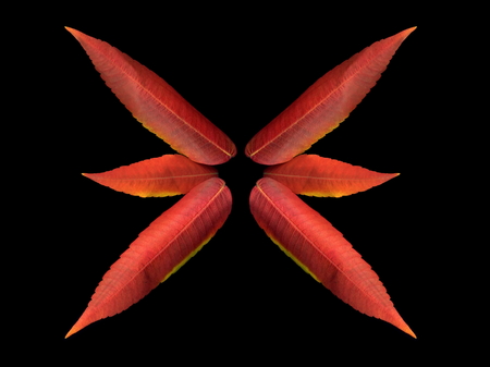 Autumn colorful leaves on a black background.Autumn leaves.の写真素材