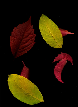Autumn colorful leaves on a black background.Autumn leaves.