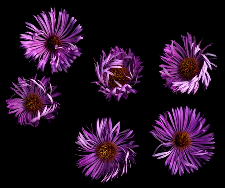 Isolated Bright flowers on a black background. Bright flowers in a dark.の写真素材
