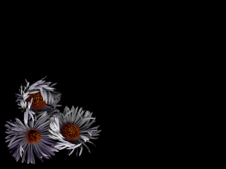 Isolated Bright flowers on a black background. Bright flowers in a dark.の写真素材