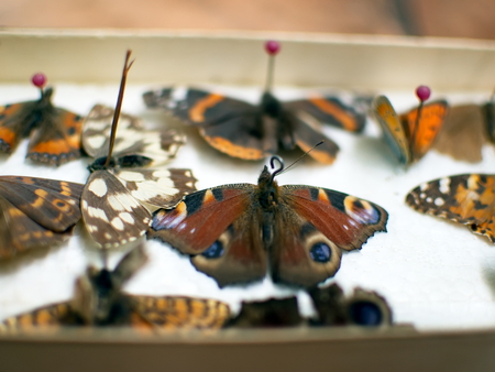 Butterfly collection. Butterflies pinned with pins. Macrophotography.の写真素材