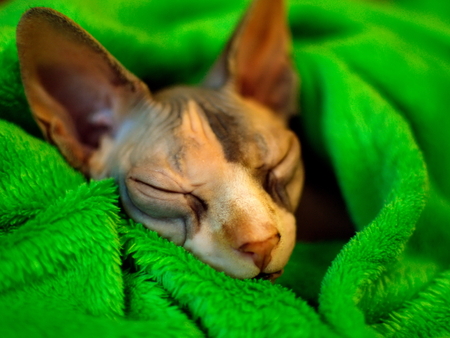 Sphynx cat wrapped in a blanket. Sphinx cat asleep in a green plaid. Sleeping Sphinx.