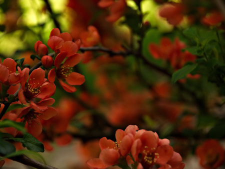 Blooming apple tree. Spring flowering trees. Flowers of apple. Beautiful flowering tree.の写真素材