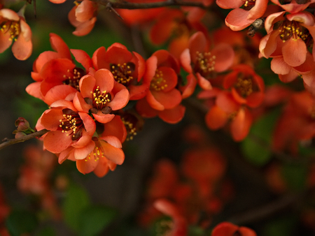Blooming apple tree. Spring flowering trees. Flowers of apple. Beautiful flowering tree.の写真素材