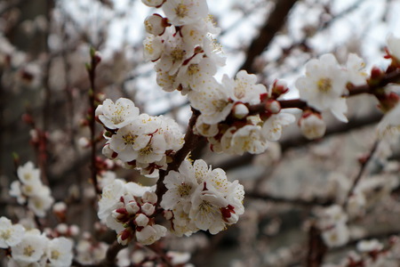 Flowering apricot. Apricot flowering. Spring flowering trees.の写真素材