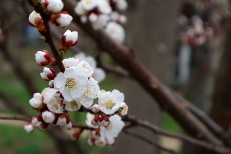 Flowering apricot. Apricot flowering. Spring flowering trees.の写真素材