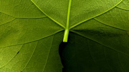 Grape leaf. Closeup of a grape leaf. The texture of the grape leaf. Closeup