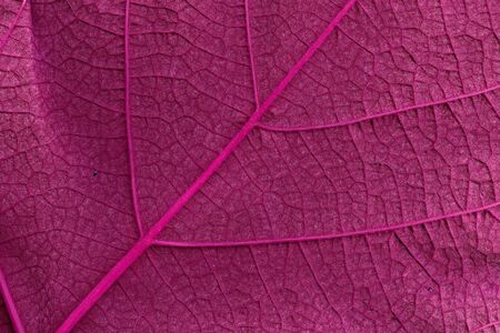 Grape leaf. Closeup of a grape leaf. The texture of the grape leaf. Closeup