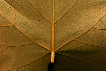 Grape leaf. Closeup of a grape leaf. The texture of the grape leaf. Closeup