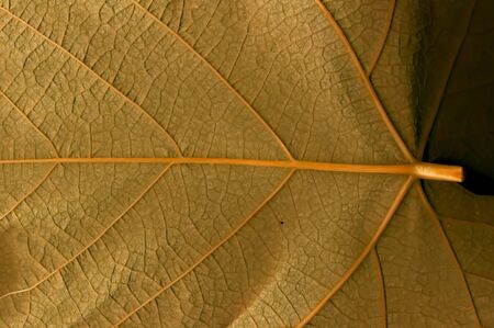 Grape leaf. Closeup of a grape leaf. The texture of the grape leaf. Closeupの写真素材